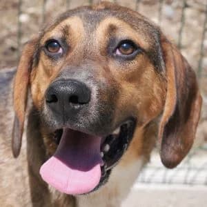 Bonito, male Mixed Breed for adoption at Animal Rescue Bosnia, Bosnia