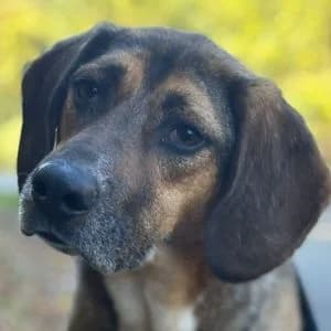 Bonito, male 4yo Mixed Breed for adoption at Animal Rescue Bosnia, Bosnia