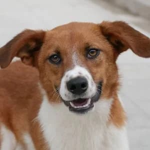 Brendon, male young Mixed Breed for adoption at Animal Rescue Bosnia, Bosnia