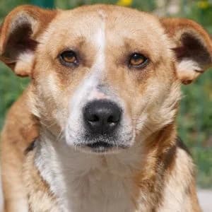 Brugi, male 5yo Mixed Breed for adoption at Animal Rescue Bosnia, Bosnia