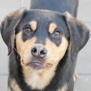 Camelo, female Mixed Breed for adoption at Animal Rescue Bosnia, Bosnia