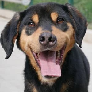 Camelo, female 4yo Mixed Breed for adoption at Animal Rescue Bosnia, Bosnia