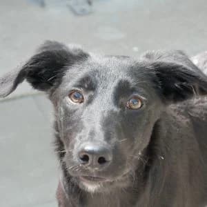 Candice, female Mixed Breed for adoption at Animal Rescue Bosnia, Bosnia