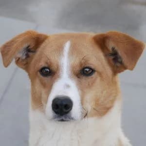 Dakota, female Mixed Breed for adoption at Animal Rescue Bosnia, Bosnia