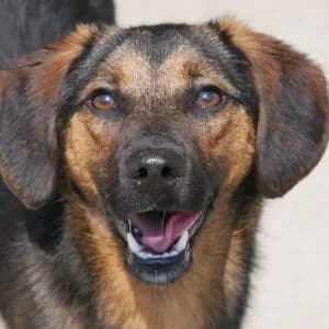 Darrel, male young Mixed Breed for adoption at Animal Rescue Bosnia, Bosnia