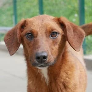 Dia, female young Mixed Breed for adoption at Animal Rescue Bosnia, Bosnia
