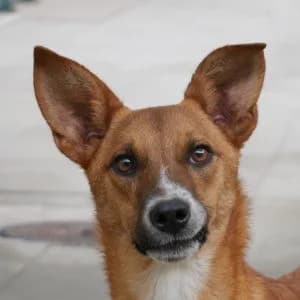 Dwayne, male young Mixed Breed for adoption at Animal Rescue Bosnia, Bosnia