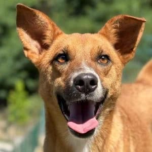 Dwayne, male young Mixed Breed for adoption at Animal Rescue Bosnia, Bosnia