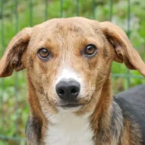 Eliot, male young Mixed Breed for adoption at Animal Rescue Bosnia, Bosnia