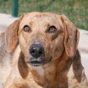 Elmy, female Mixed Breed for adoption at Bosnia