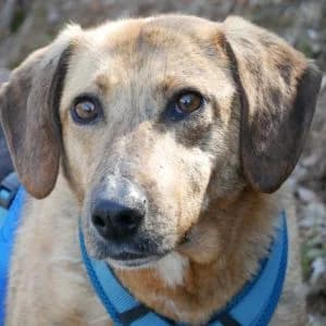 Elmy, female 7yo Mixed Breed for adoption at Animal Rescue Bosnia, Bosnia