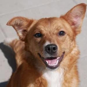 Emily, female young Mixed Breed for adoption at Animal Rescue Bosnia, Bosnia