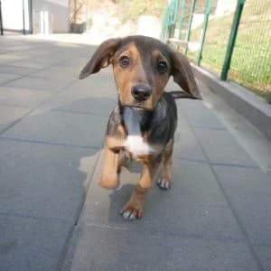 Enya, female puppy Mixed Breed for adoption at Animal Rescue Bosnia, Bosnia