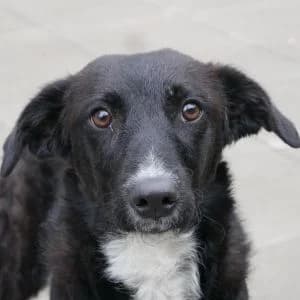 Evi, female young Mixed Breed for adoption at Animal Rescue Bosnia, Bosnia