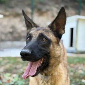 Grizley, male 4yo Mixed Breed for adoption at Animal Rescue Bosnia, Bosnia