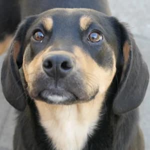 Heda, female Mixed Breed for adoption at Animal Rescue Bosnia, Bosnia