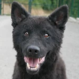 Johny, male Mixed Breed for adoption at Animal Rescue Bosnia, Bosnia