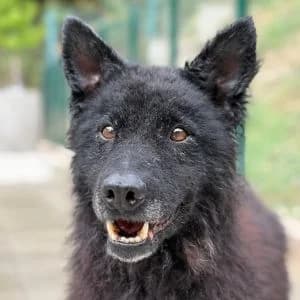 Johny, male senior Mixed Breed for adoption at Animal Rescue Bosnia, Bosnia