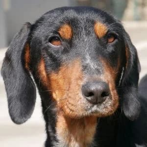 Juicebox, male young Mixed Breed for adoption at Animal Rescue Bosnia, Bosnia