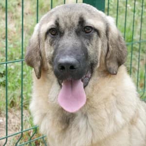 Kendo, male Mixed Breed for adoption at Animal Rescue Bosnia, Bosnia
