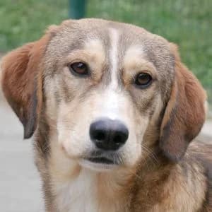 Leah, female puppy Mixed Breed for adoption at Animal Rescue Bosnia, Bosnia