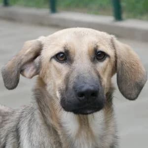 Lian, female puppy Mixed Breed for adoption at Animal Rescue Bosnia, Bosnia