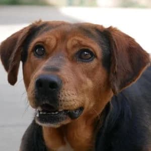 Manda, female young Mixed Breed for adoption at Animal Rescue Bosnia, Bosnia