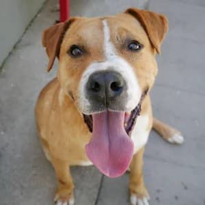 Marvel, male Mixed Breed for adoption at Bosnia