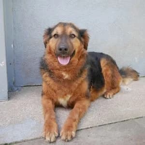 Naima, female Mixed Breed for adoption at Animal Rescue Bosnia, Bosnia