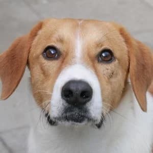 Ole, female Mixed Breed for adoption at Bosnia