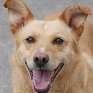 Ombre, male senior Mixed Breed for adoption at Animal Rescue Bosnia, Bosnia