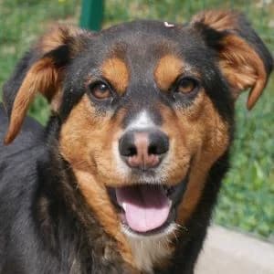 Paula, female Mixed Breed for adoption at Animal Rescue Bosnia, Bosnia