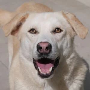 Pico, male Mixed Breed for adoption at Bosnia