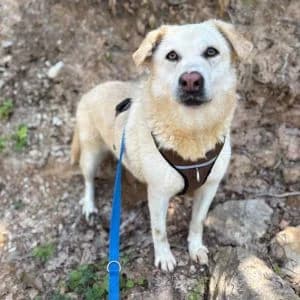 Pico, male 5yo Mixed Breed for adoption at Animal Rescue Bosnia, Bosnia