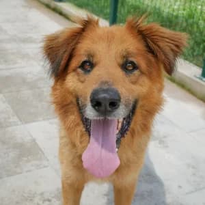 Rabl, male Mixed Breed for adoption at Animal Rescue Bosnia, Bosnia