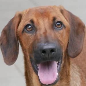 Rainy, female puppy Mixed Breed for adoption at Animal Rescue Bosnia, Bosnia