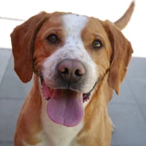 Ramon, male Mixed Breed for adoption at Animal Rescue Bosnia, Bosnia