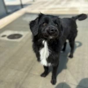 Ramsel, male young Mixed Breed for adoption at Animal Rescue Bosnia, Bosnia