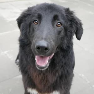 Ren, male Mixed Breed for adoption at Bosnia