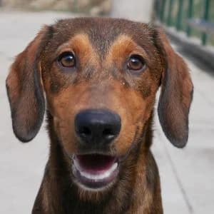 Rica, female puppy Mixed Breed for adoption at Animal Rescue Bosnia, Bosnia