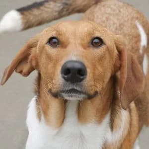 Rico, male puppy Mixed Breed for adoption at Animal Rescue Bosnia, Bosnia
