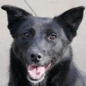 Rubby, female Mixed Breed for adoption at Animal Rescue Bosnia, Bosnia