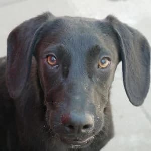 Snap, male Mixed Breed for adoption at Animal Rescue Bosnia, Bosnia