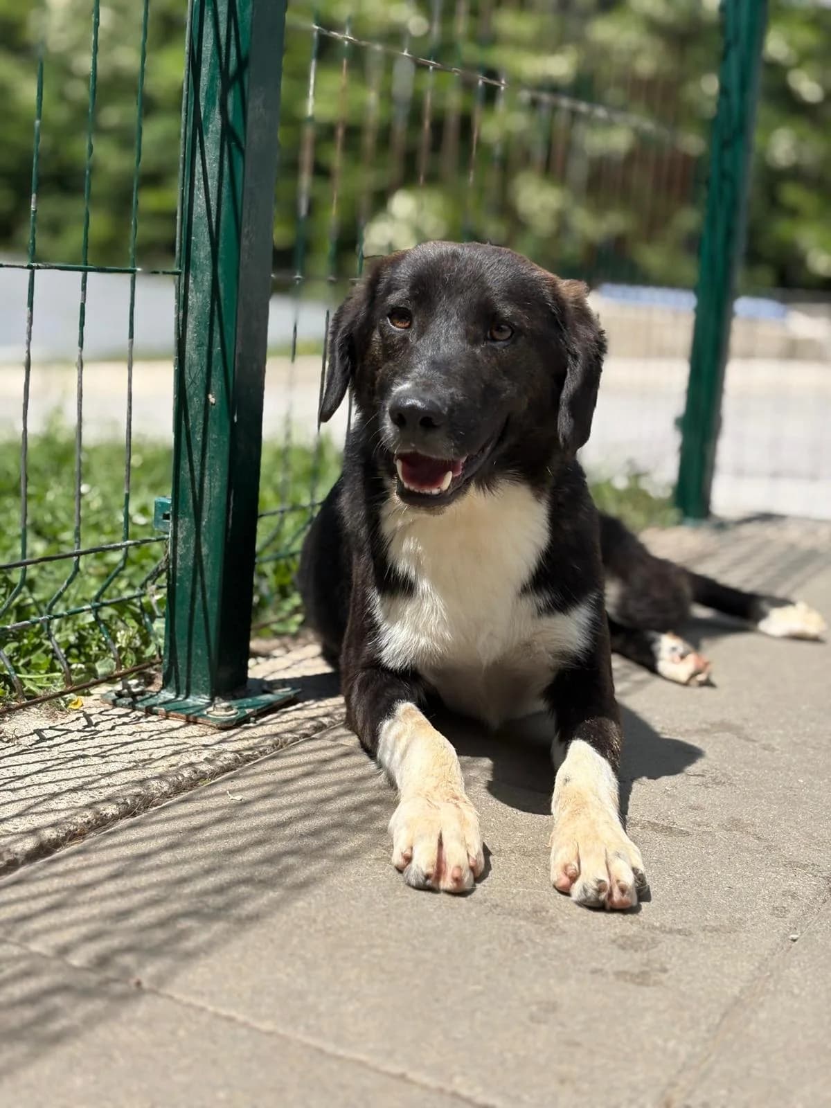 Step, male 4yo Mixed Breed for adoption at Animal Rescue Bosnia, Bosnia