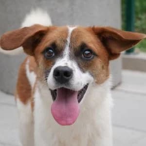 Steven, male young Mixed Breed for adoption at Animal Rescue Bosnia, Bosnia