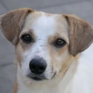 Terea, female Mixed Breed for adoption at Animal Rescue Bosnia, Bosnia