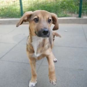 Winya, female puppy Mixed Breed for adoption at Animal Rescue Bosnia, Bosnia