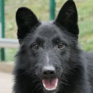 Yano, male young Mixed Breed for adoption at Animal Rescue Bosnia, Bosnia