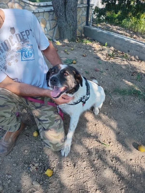Tibor, 4yo Mixed Breed for adoption at Ankerhunde e.V., Novi Grad