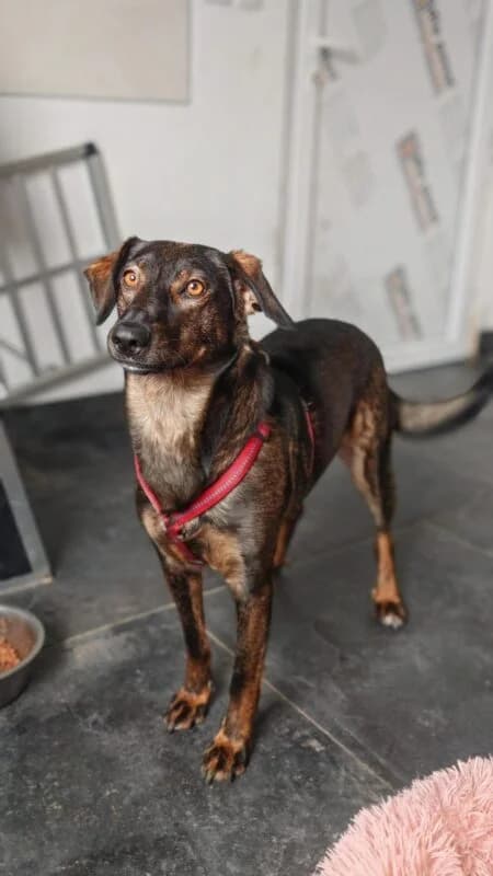 Finchen, female 3yo Mixed Breed for adoption at Ankerhunde e.V., Novi Grad